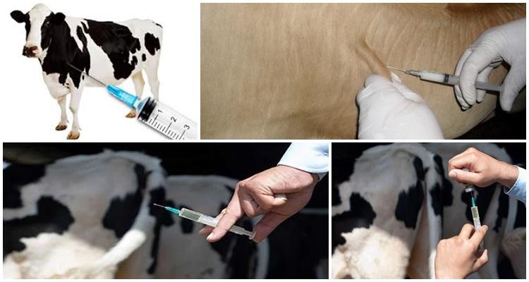 injectie van koeien