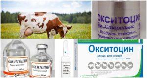Gebruiksaanwijzing voor koeien Oxytocine, doses voor dieren en analogen