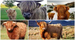 A skót tehenek fajtájának leírása, jellemzőik és a hegyvidék gondozása