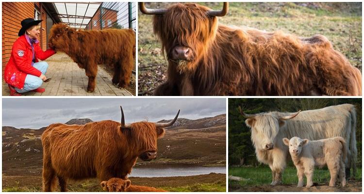σκωτσέζικη αγελάδα