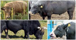 Krmení a chov inseminujících býků, použití a obři