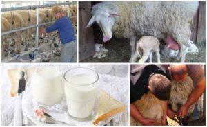 Cik daudz piena dod aitas dienā, kā arī tās ieguvumi un kaitējums, kuras šķirnes nevar slaukt