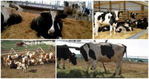 Podstata metody volné krávy, výhody a nevýhody