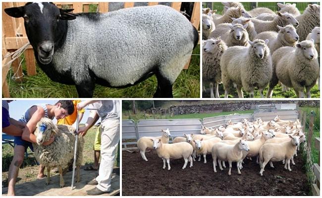 schapen sorteren