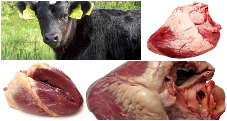 cuore di mucca