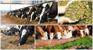 Les avantages de l'ensilage pour les vaches et comment le faire à la maison, le stockage