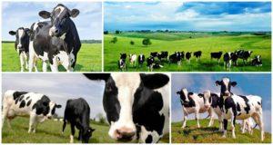 Popis a charakteristika černobílých krav, pravidla chovu