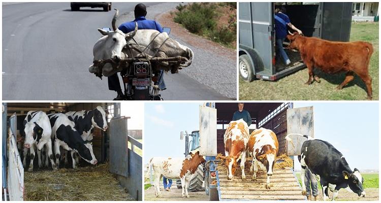 transport de vaches