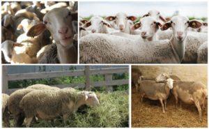 Description et caractéristiques des moutons Lacon, exigences pour leur entretien