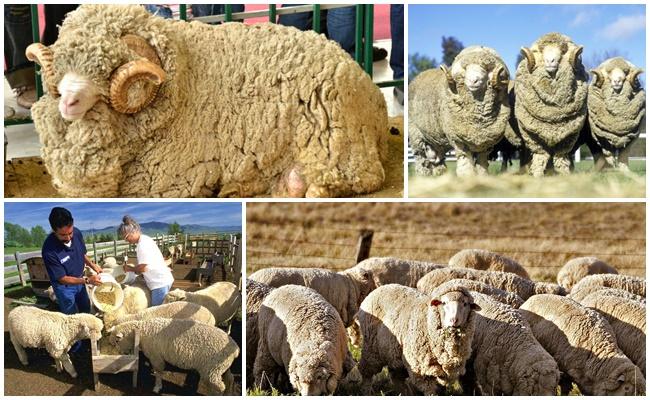 leiders van schapenfokkerijen
