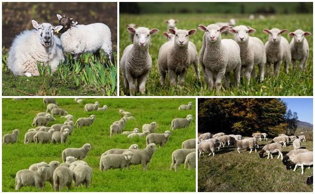 vodcovia krajín chovu oviec