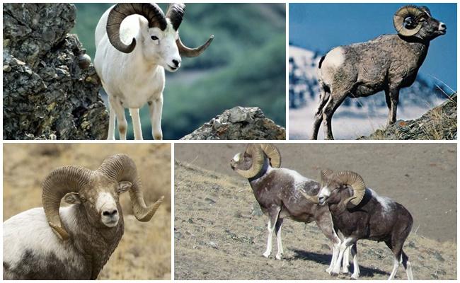 Moutons de montagne de l'Altaï