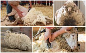 Was zu Hause mit Schafwolle nach dem Scheren zu tun ist und wie man Geschäfte macht