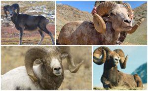¿De qué animales vinieron las ovejas, quiénes son los antepasados ​​y dónde viven sus antepasados?