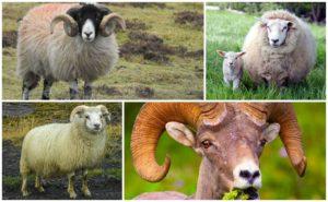What do rams look like and who did they come from, where do artiodactyls live?