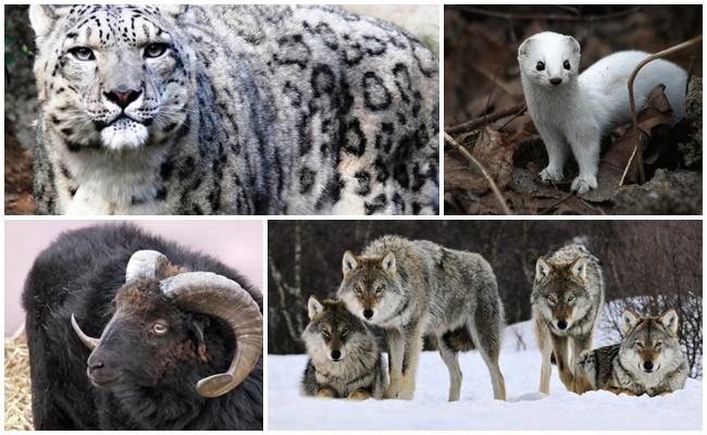 wolven; coyotes; sneeuwluipaarden; luipaarden; Sneeuwluipaarden; cheeta's; adelaars; steenarenden.