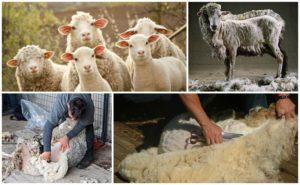 Када и како стрићи овце, детаљна упутства и шта користити