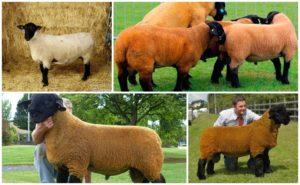 Descripción y características de las ovejas Suffolk, características del contenido.