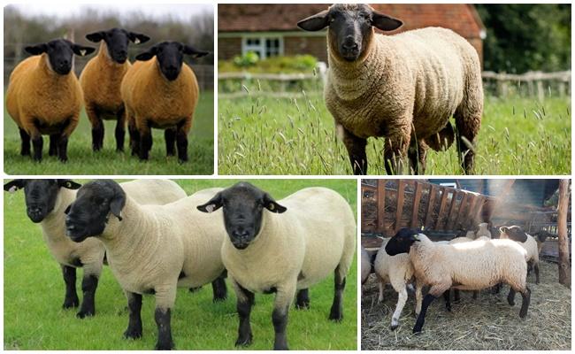 avių klasifikacija