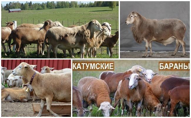 Katunské plemeno oviec