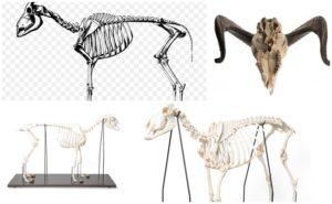 Avių skeleto komponentai, galūnių anatomija ir judesių mechanika