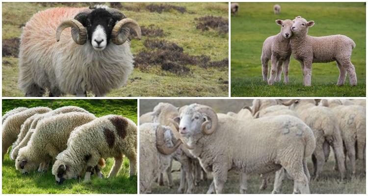 ovce a barany