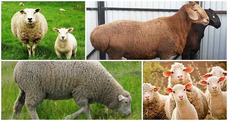 ovce a barany