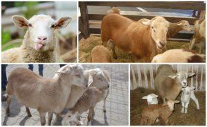 Description and characteristics of the sheep of the Katun breed which do not need to be sheared