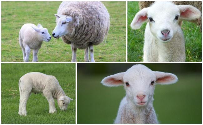 little lambs