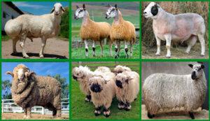 Các sắc thái của cừu sinh sản của các giống thịt, tốc độ phát triển của chúng và các quy tắc kiếm ăn