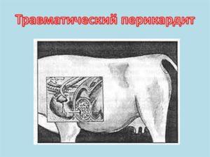 Príznaky traumatickej perikarditídy a dôvod jej výskytu, liečba hovädzieho dobytka