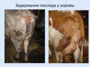 Orsaker och symtom på kvarhållande av morkaka hos kor, behandlingsregime och förebyggande