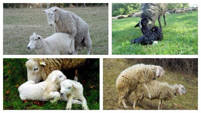 párenie oviec