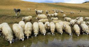 Bản đồ phát triển chăn nuôi cừu ở Nga và phát triển ngành chăn nuôi cừu ở những vùng nào
