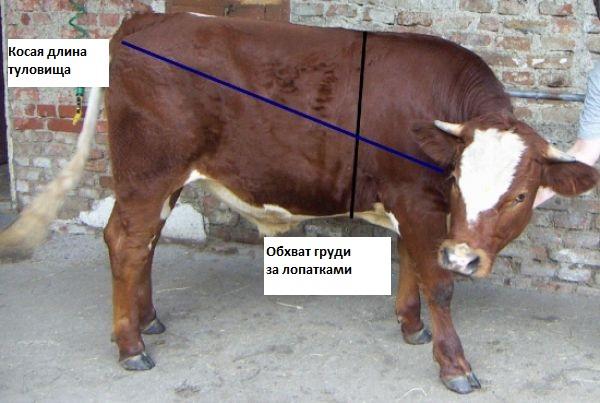 Tabelul de măsurare a bovinelor: cum să aflați greutatea vie și ...