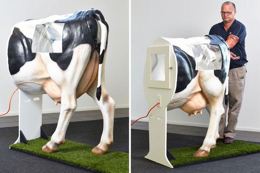 inseminovať kravy