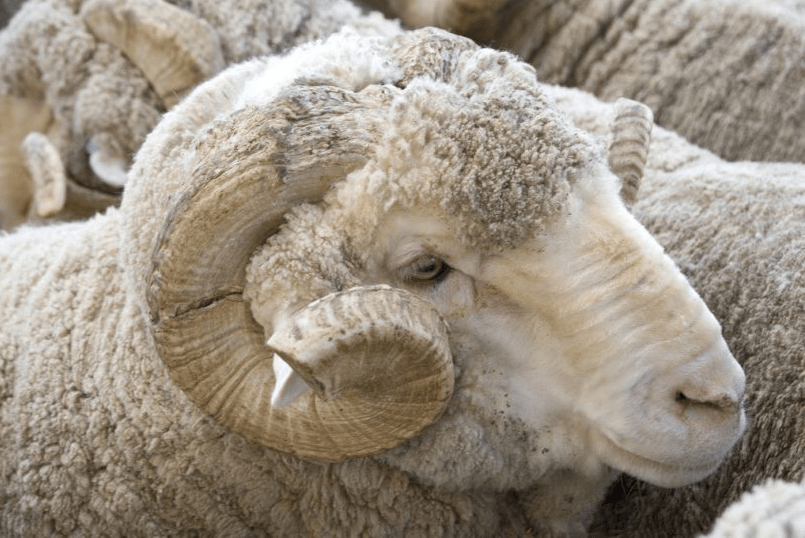 grote schapen