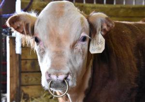 Why and how bulls get their nose pierced and a ring inserted, types of piercings