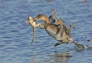 Да ли дивље патке једу жабе и могу ли их дати перади, предности и недостатке