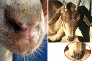 Ožkų piroplazmozės priežastys ir simptomai, gydymas ir prevencija