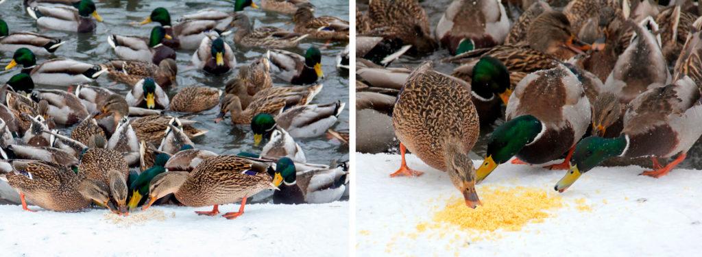 храњење патки