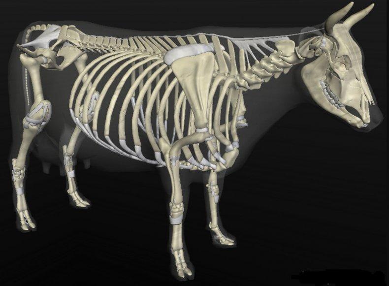 karvės skeletas