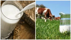 Warum die Kuhmilchleistung abnahm und die Gründe für den starken Rückgang der Milch, was zu tun ist