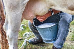Složení a výhody mléka, co a kolik vitamínů a živin obsahuje
