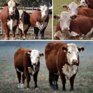 Description et caractéristiques du bétail Hereford, élevage et élevage