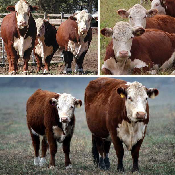 Race Hereford