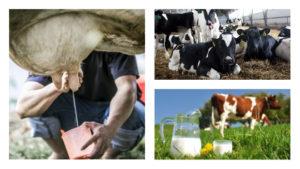 Vilka sätt kan du öka mjölkutbytet hos en ko hemma?