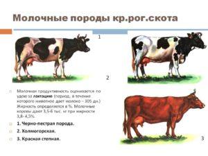 Који фактори утичу на производњу млека код крава и методе одређивања