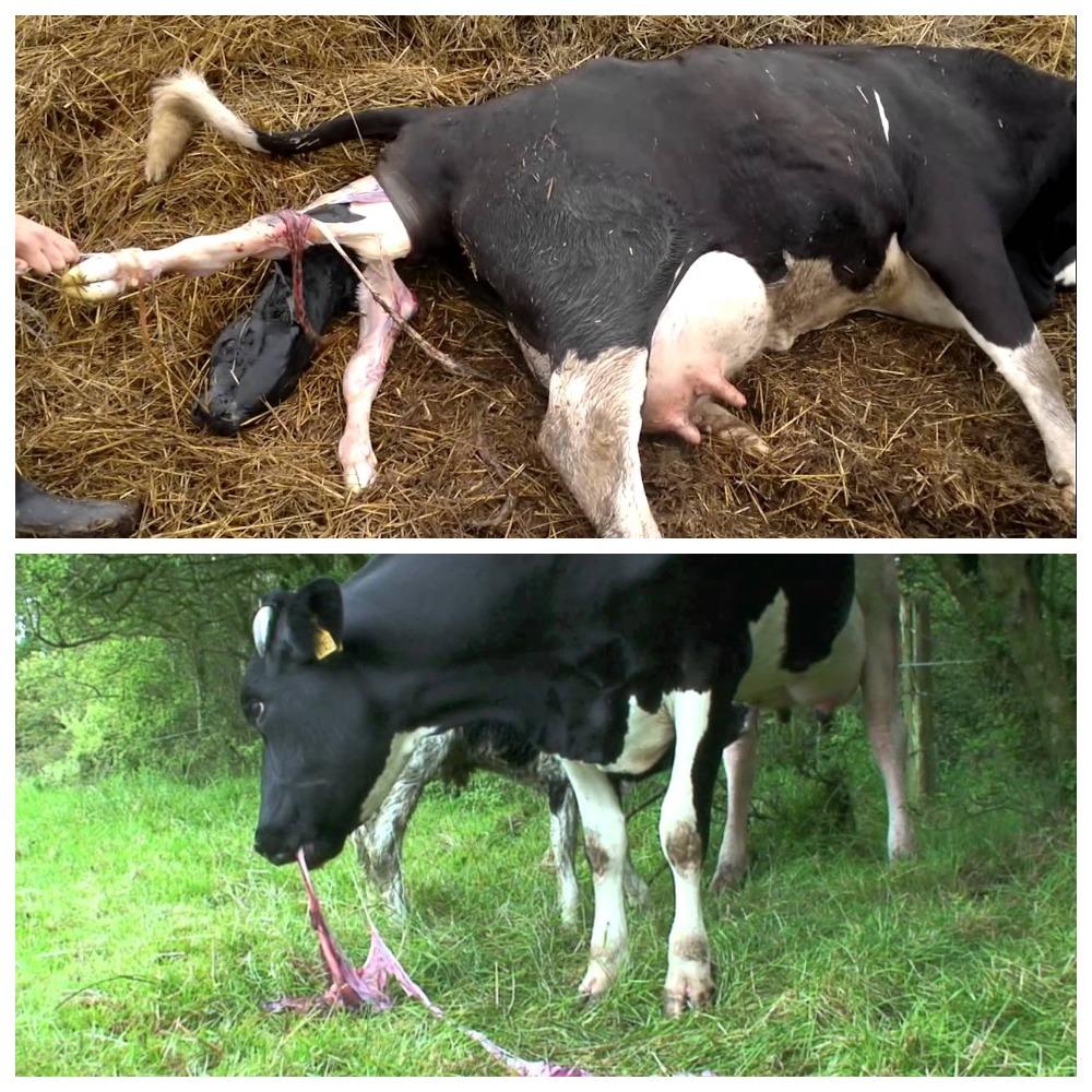 afterbirth in a cow