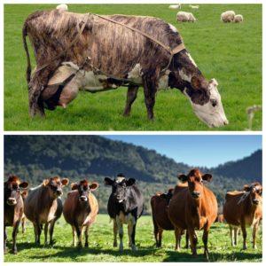 Одређивање периода услуге за краве и колико дуго траје интербоди